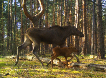 У Чорнобильському заповіднику фотопастка показала ніжний момент із лосихою та малям