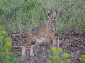 Чорнобильський заповідник показав невловимих зайців: фото, які хочеться роздивлятися довше