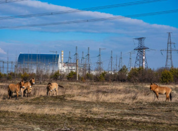 Міжнародний день дикої природи нагадав чому Чорнобильська зона стала прихистком для рідкісних тварин