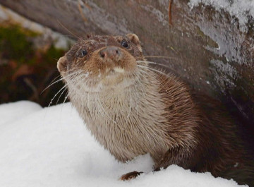 Спритна і хитра мешканка Чорнобильського заповідника що відомо про річкову видру