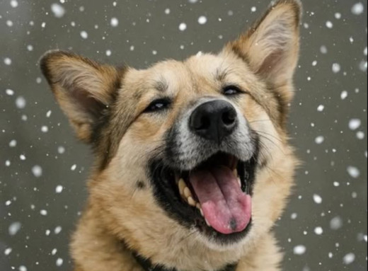 У притулку Славутича шукає родину молодий пес Тедді фото