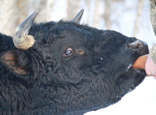 У Чорнобильському заповіднику знову помітили здичавіле стадо корів фото
