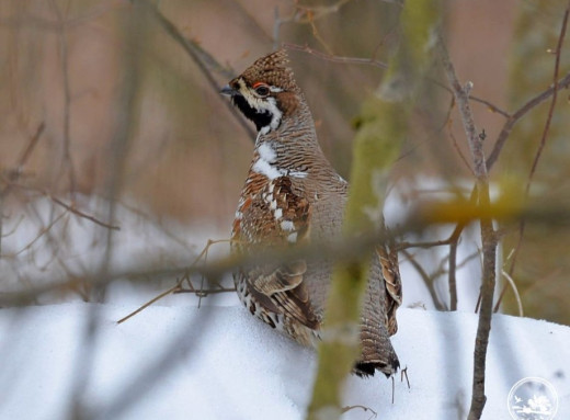 Рідкісний птах Червоної книги у Чорнобильській зоні: кого помітили в заповіднику фото