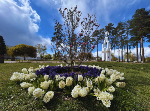 Квітучий, але холодний квітень у Славутичі: місто у весняних барвах фото