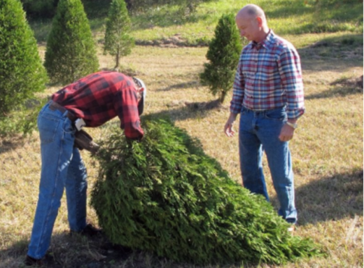 Ці вічнозелені дерева краще не садити біля дому: що радять арбористи фото