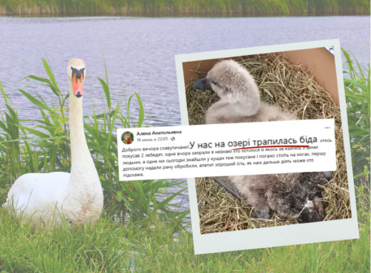 Поранені крила. Історія порятунку лебедят на озері біля Славутича фото Поранені крила. Історія порятунку лебедят на озері біля Славутича фото