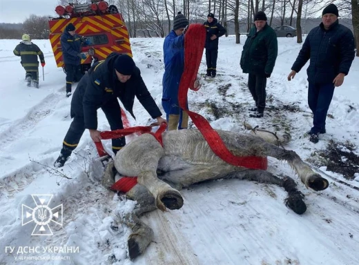 Як всім селом діставали коня з річки на Чернігівщині фото