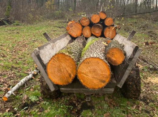 Жителю Городні повідомили про підозру у незаконній порубці майже 100 дерев фото