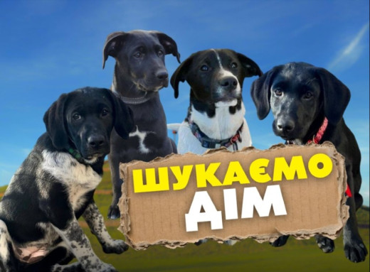 У Славутичі шукають дім для цуценят, яких узимку врятували зі сміттєвого контейнера фото