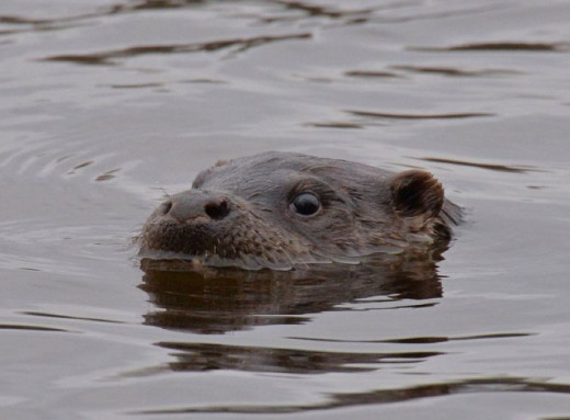 У Чорнобильському заповіднику науковці зафіксували мисливську активність видри на березі Прип’яті фото