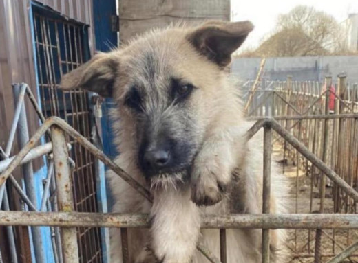 У Славутичі собака Майка вже два роки чекає на родину фото