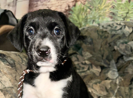 У Славутичі шукають родину для маленької Хустинки фото