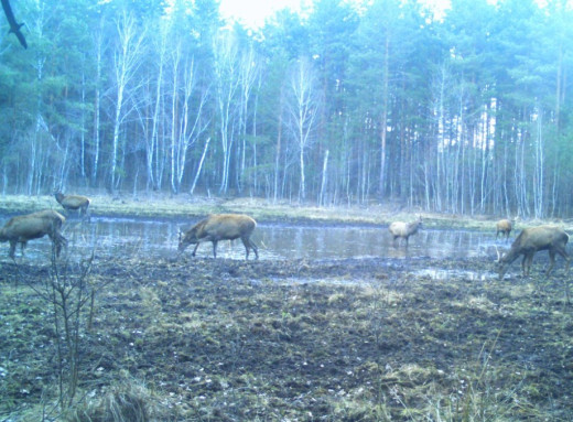 У Чорнобильському заповіднику показали маленьку водойму, біля якої сходяться дикі тварини фото