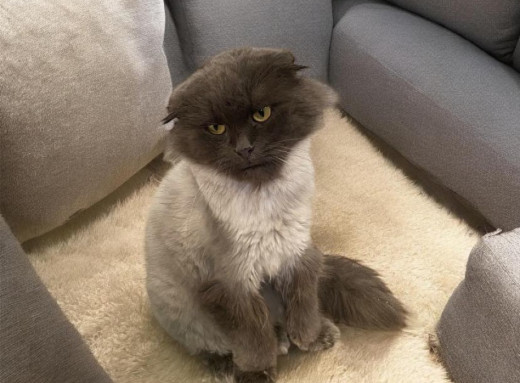 Марсель шукає дім: у Славутичі віддають ніжного висловухого шотландця фото