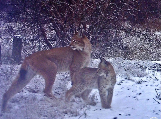 Рисяча стежка в снігу: фотопастки Чорнобильського заповідника показали зимові звички рисі фото