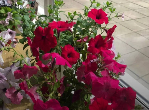 У Славутичі в ЗЗСО №1 проведуть ярмарок квітів на підтримку учнівської ініціативи фото