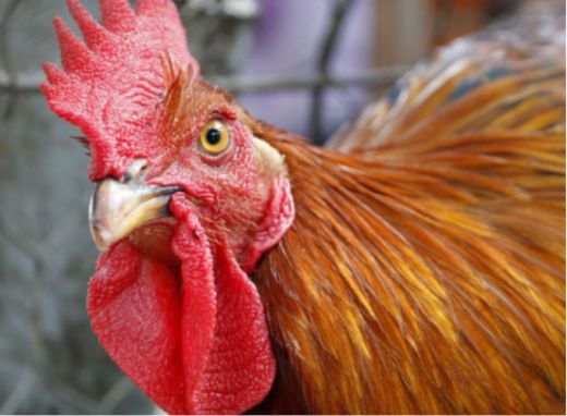 Чи можна варити холодець із півня на Великдень і що про це каже священник фото