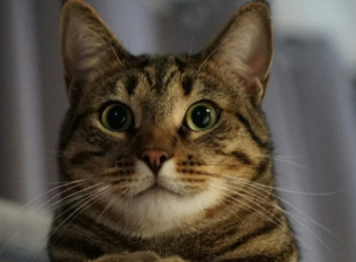 Чи може кіт забути господаря і скільки насправді триває його пам'ять фото