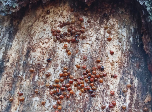 Як зимують сонечка в Чорнобильському заповіднику і чому їм бракує укриттів фото