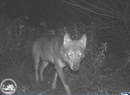 Вовк у нічному лісі: фотопастка Чорнобильського заповідника показала життя дикої природи фото