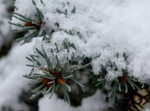 Сніговий покрив до 14 сантиметрів: яким був грудень на Чернігівщині фото