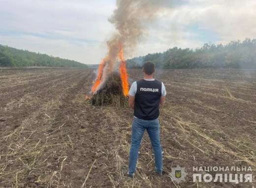 Одеські поліцейські виявили плантацію з 332 000 кущів конопель на суму майже 300 мільйонів гривень фото