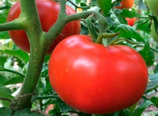 Просте підживлення помідорів: як позбутися фітофтори легко та швидко фото
