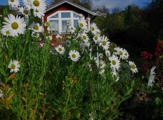 Осіння ромашка, що не боїться морозів: чому варто посадити левкантемелу у листопаді фото