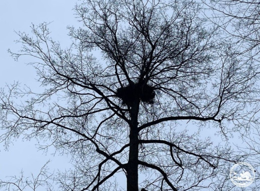 У Чорнобильському заповіднику знайшли вже 17 гніздо орлана білохвоста фото