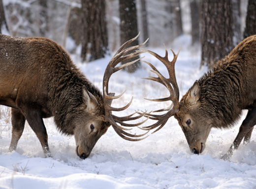Зимовий поєдинок у Чорнобильській зоні: у заповіднику зафіксували сутичку самців оленя фото