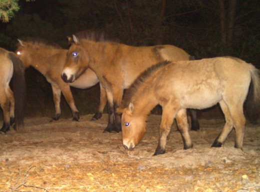 Як пережили зиму коні Пржевальського у Чорнобилі і що помітили науковці навесні фото