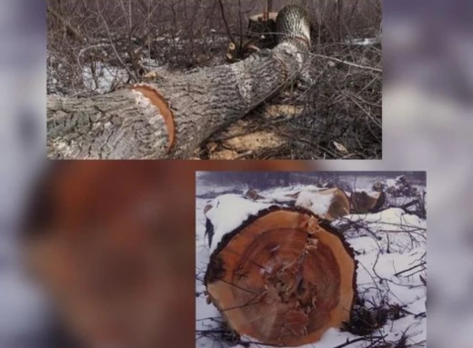Накладено штраф майже на 430 тисяч гривень за незаконну порубку дерев у Чернігівській області! фото