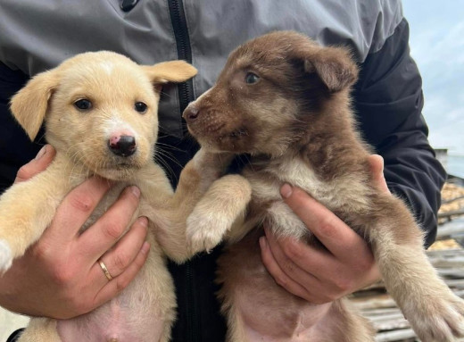 Маленькі цуценята шукають дім і турботливих господарів фото