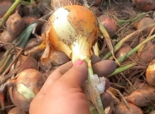 Які культури не можна садити після цибулі: помилка, через яку городники втрачають урожай фото