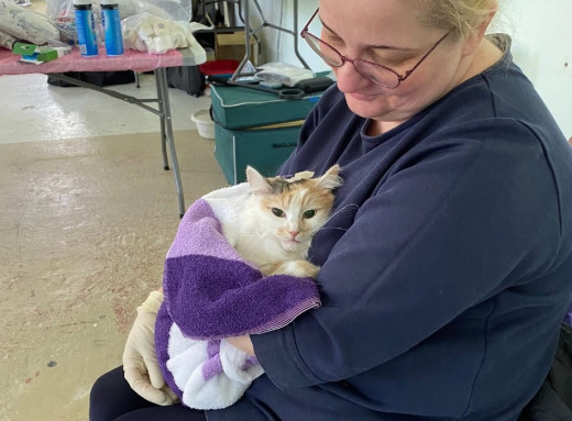 У Славутичі шукають волонтерів для допомоги тваринам під час стерилізації фото