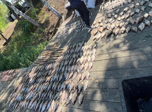 На Прип’яті незаконно виловили риби на понад 3 млн грн фото На Прип’яті незаконно виловили риби на понад 3 млн грн фото
