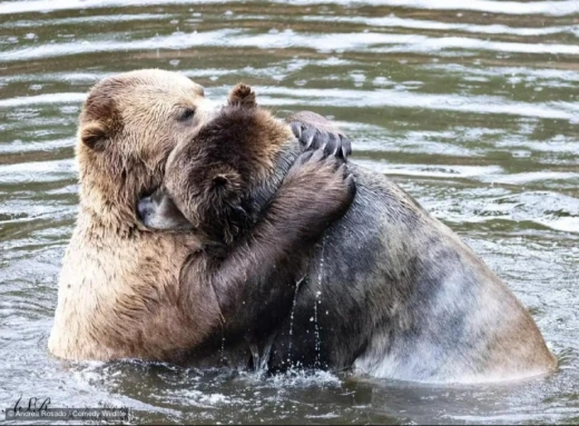 Названо фіналістів Nikon Comedy Wildlife Award 2024: смішні й захопливі моменти дикої природи фото