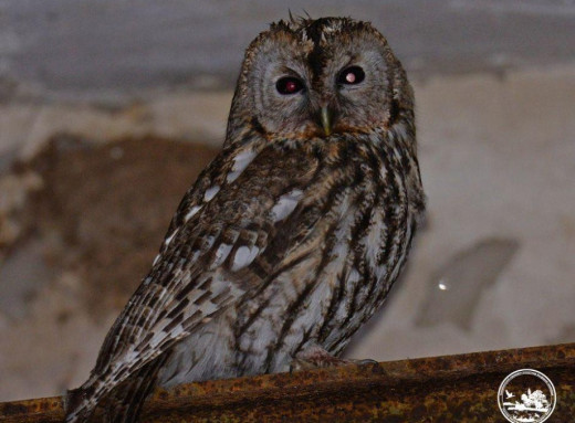 Рідкісна гостя на старій насосній станції: у Чорнобильській зоні помітили сіру сову фото