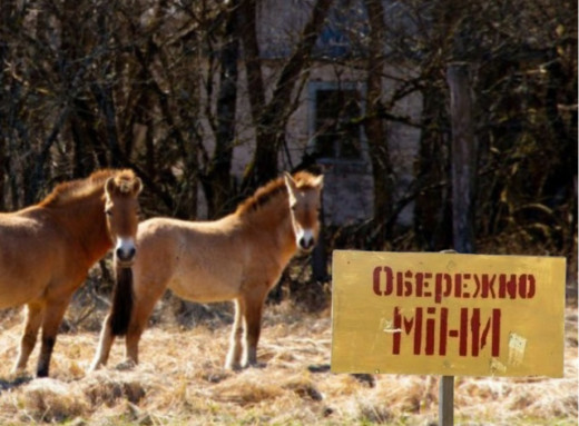 У Чорнобильській зоні на мінах гинуть коні Пржевальського — ДАЗВ фото У Чорнобильській зоні на мінах гинуть коні Пржевальського — ДАЗВ фото