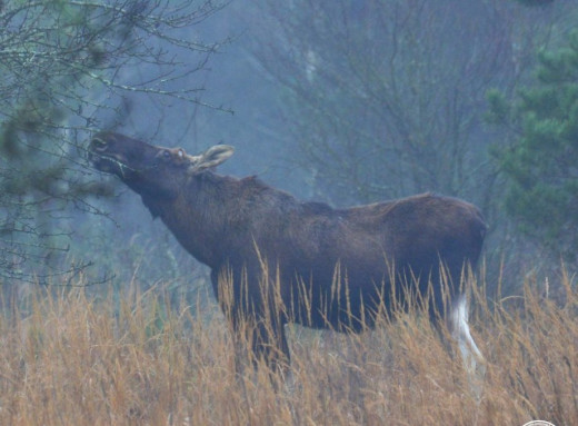 У Чорнобильському заповіднику нагадали про небезпеку близького контакту з лосями фото