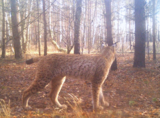 Осіння краса рисі: фотопастки Чорнобильського заповідника зафіксували грацію хижачки фото