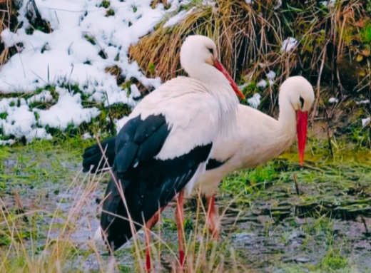 Птах який долає 10 тисяч кілометрів: у Чорнобильській зоні нагадали про повернення лелек фото