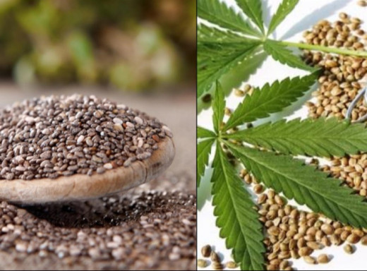 Насіння чіа чи конопель: яке обрати для користі здоров’ю фото