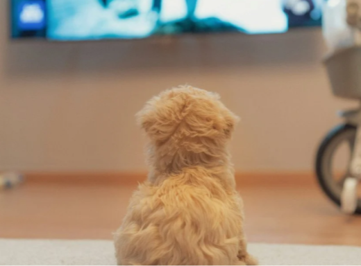 Чи справді телебачення для собак працює і що про це кажуть дослідники фото