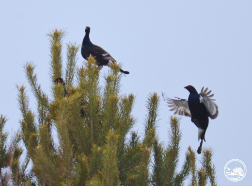 У Чорнобилі почалися весняні токування тетеруків що відбувається у заповіднику фото