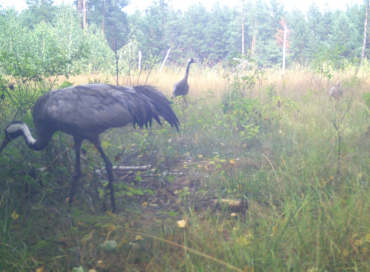 Сірі журавлі Чорнобильського заповідника: обережні господарі болотних угідь фото