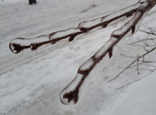 Негода у Славутичі пошкодила лінії електропередач: енергетики та комунальники працюють у посиленому режимі фото