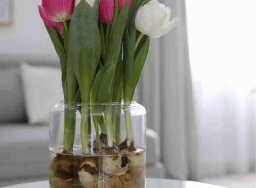 Як виростити тюльпани у воді вдома і отримати цвітіння без ґрунту фото