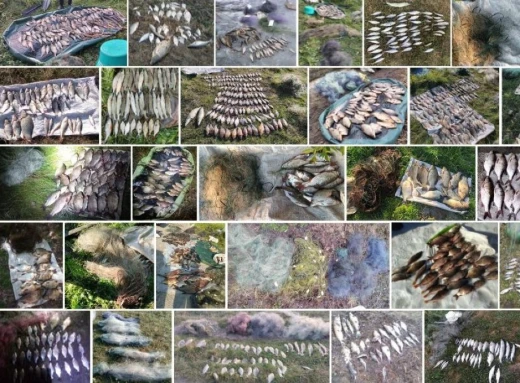 За 2023 рік браконьєри наловили риби на понад 4 мільйони гривень! фото