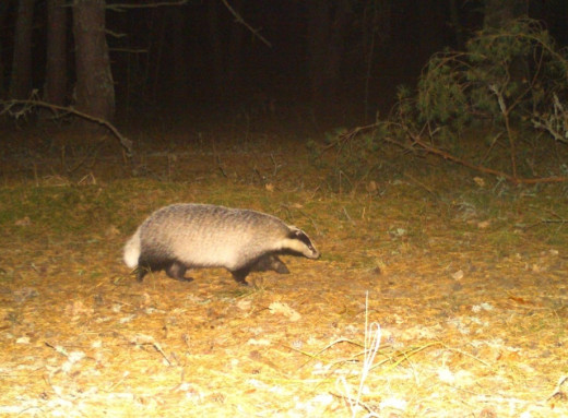 Осінні турботи борсуків у Чорнобильському заповіднику: як тварини готуються до зими фото